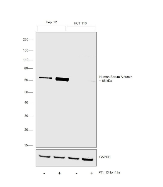 Human Serum Albumin Antibody