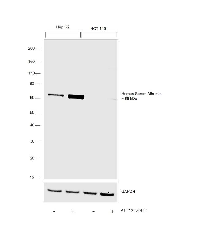 Human Serum Albumin Antibody in Western Blot (WB)