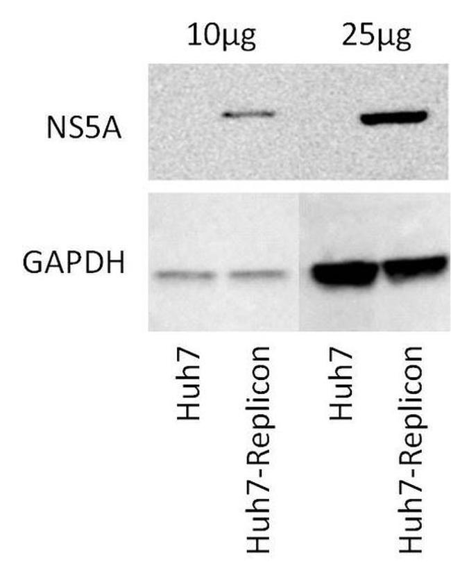 Hepatitis C Virus NS5a Antibody in Western Blot (WB)