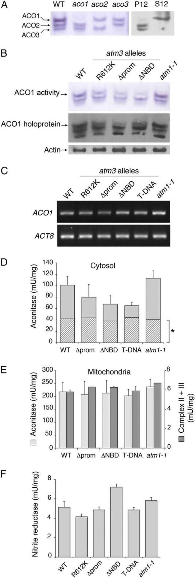 Actin Antibody in Western Blot (WB)