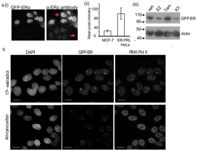 Actin Antibody in Western Blot (WB)