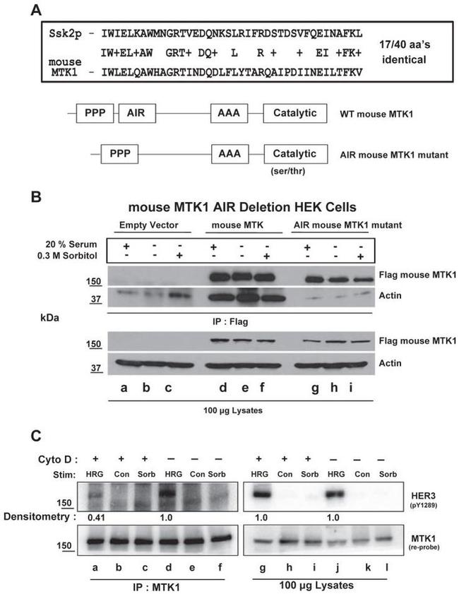 Actin Antibody in Western Blot (WB)