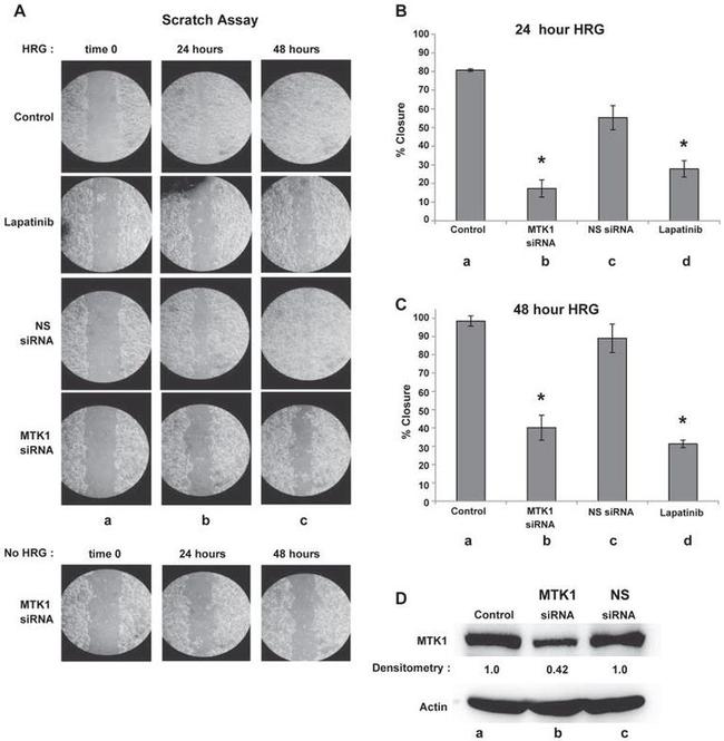 Actin Antibody in Western Blot (WB)