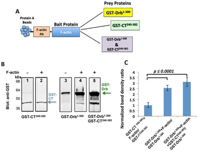 Actin Antibody in Immunoprecipitation (IP)