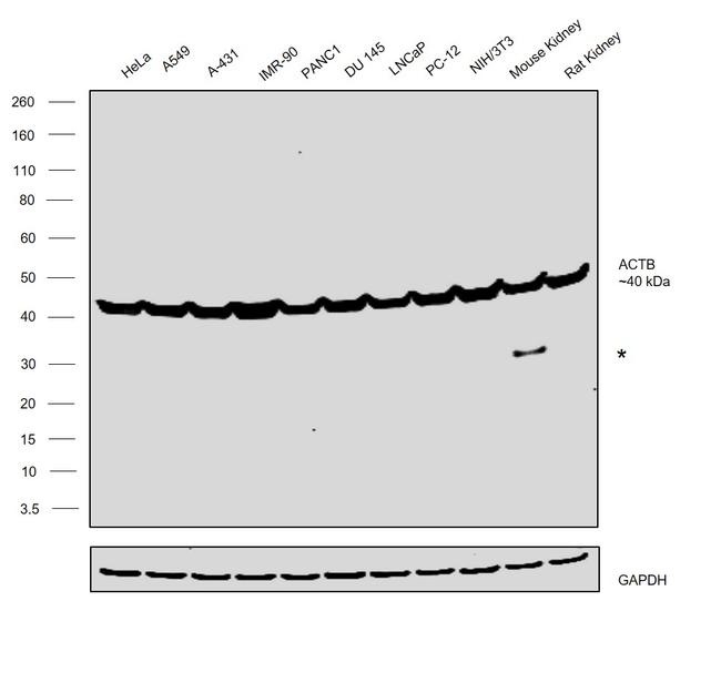 Actin Antibody in Western Blot (WB)