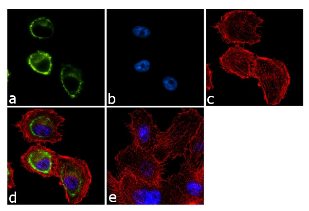 SNTB2 Antibody in Immunocytochemistry (ICC/IF)