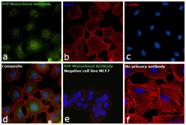 PrP Antibody in Immunocytochemistry (ICC/IF)