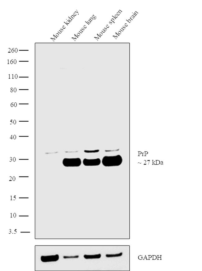 PrP Antibody in Western Blot (WB)