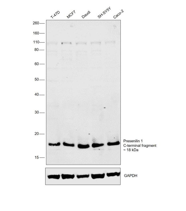 Presenilin 1 Antibody in Western Blot (WB)