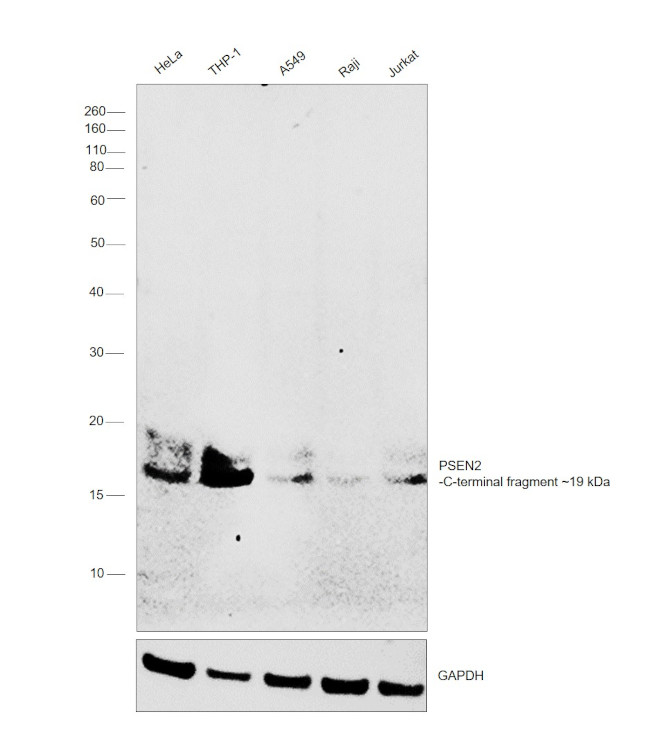 PSEN2 Antibody