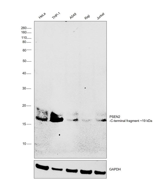 PSEN2 Antibody in Western Blot (WB)