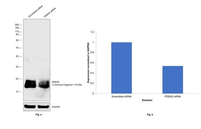 PSEN2 Antibody in Western Blot (WB)