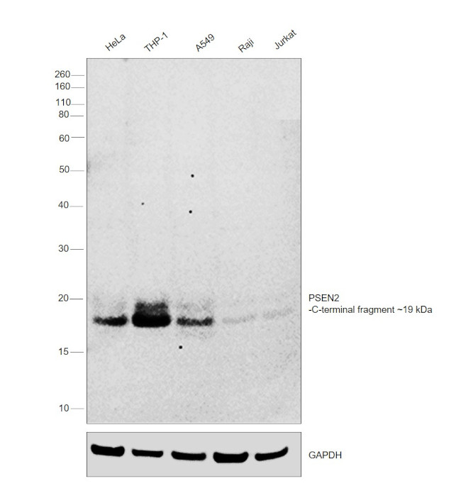 PSEN2 Antibody