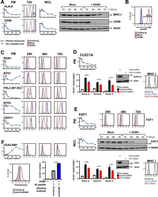 Cytomegalovirus IE 72 kDa Antigen Antibody in Flow Cytometry (Flow)