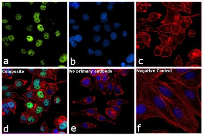 p53 Antibody