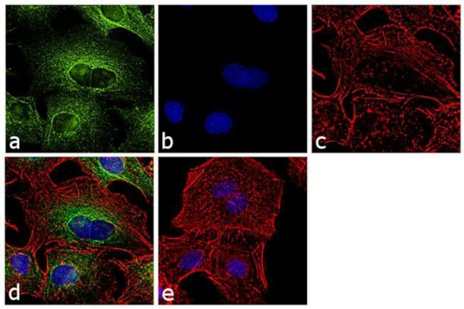 alpha Tubulin Antibody in Immunocytochemistry (ICC/IF)