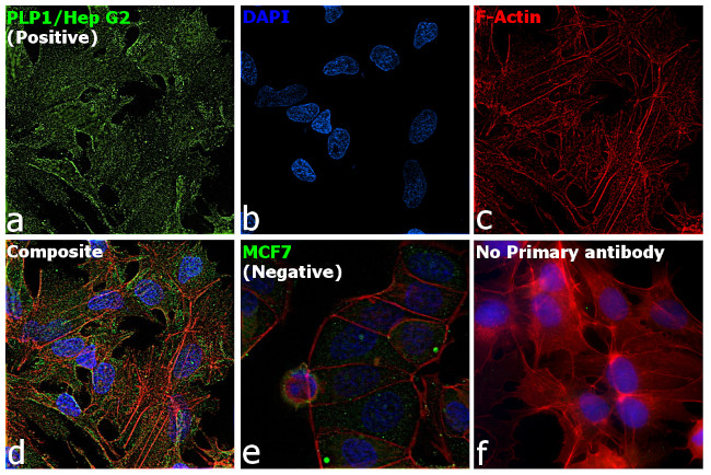 PLP1 Antibody in Immunocytochemistry (ICC/IF)