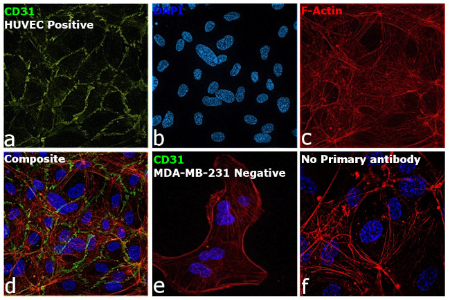 CD31 Antibody in Immunocytochemistry (ICC/IF)