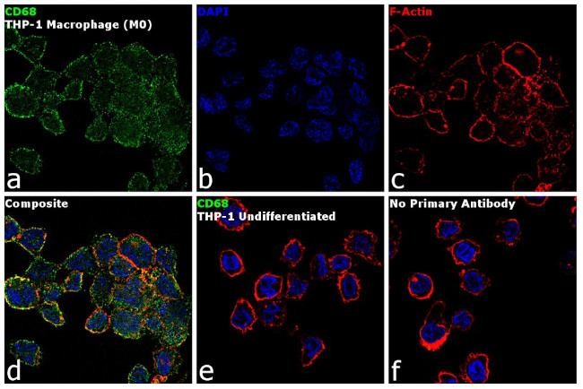 CD68 Antibody in Immunocytochemistry (ICC/IF)