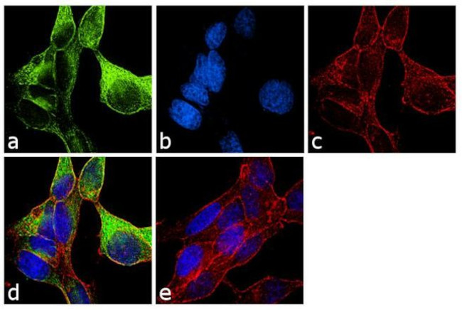 alpha Tubulin Antibody in Immunocytochemistry (ICC/IF)