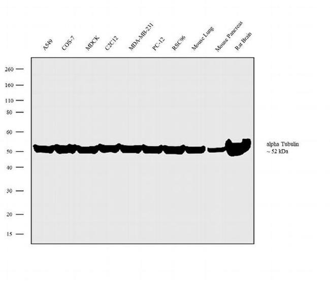 alpha Tubulin Antibody in Western Blot (WB)