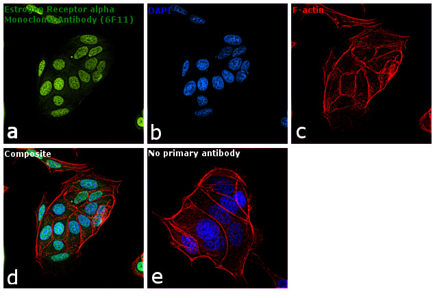 Estrogen Receptor alpha Antibody in Immunocytochemistry (ICC/IF)