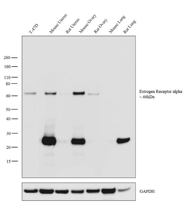 Estrogen Receptor alpha Antibody in Western Blot (WB)