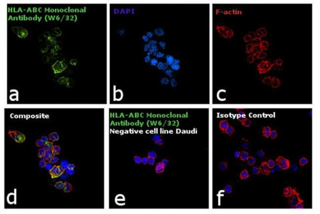 HLA-ABC Antibody