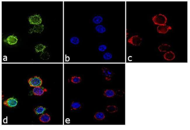 CD18 Antibody in Immunocytochemistry (ICC/IF)