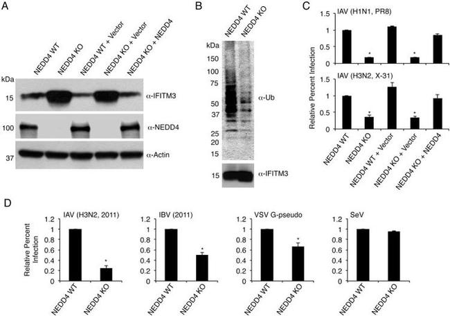 Influenza B NP Antibody in Flow Cytometry (Flow)