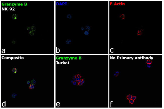 Granzyme B Antibody