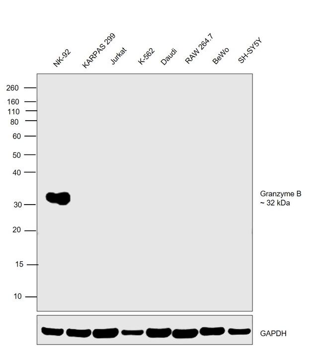 Granzyme B Antibody in Western Blot (WB)