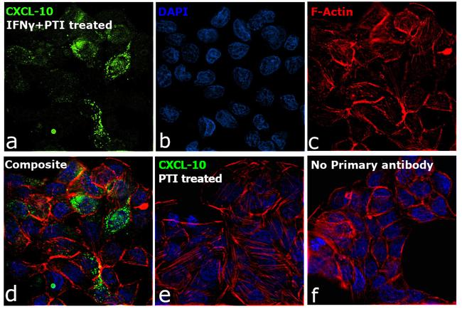 CXCL10 Antibody