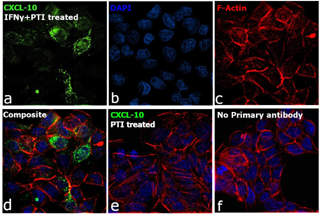 CXCL10 Antibody in Immunocytochemistry (ICC/IF)