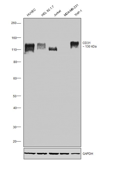 CD31 Antibody