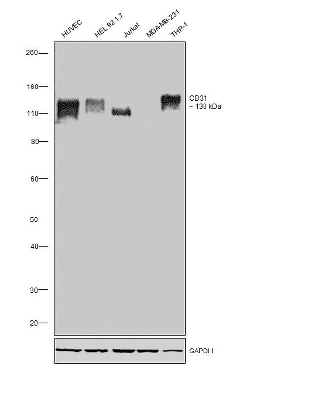 CD31 Antibody in Western Blot (WB)