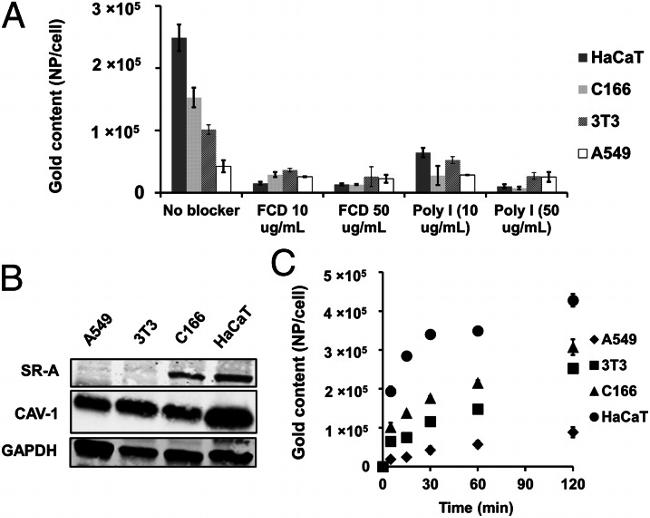 CD204 Antibody in Western Blot (WB)