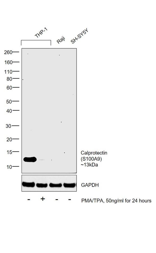 Calprotectin Antibody in Western Blot (WB)