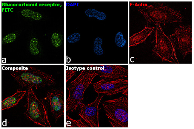 Glucocorticoid Receptor Antibody in Immunocytochemistry (ICC/IF)