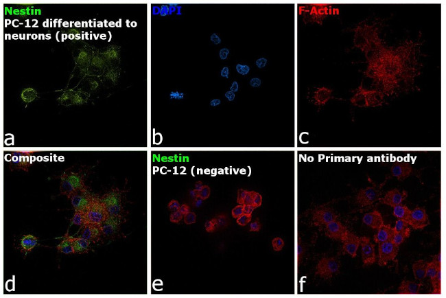 Nestin Antibody