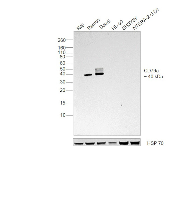 CD79a Antibody