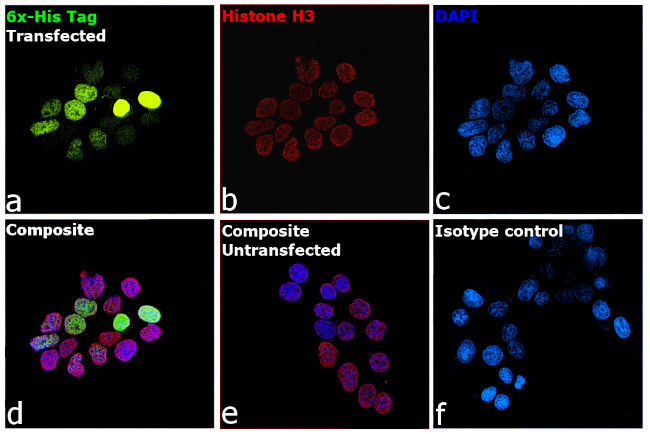 6x-His Tag Antibody in Immunocytochemistry (ICC/IF)