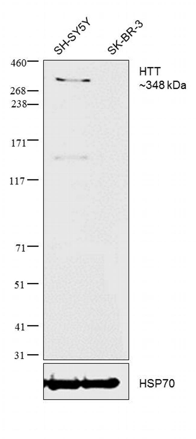 Huntingtin Antibody in Western Blot (WB)