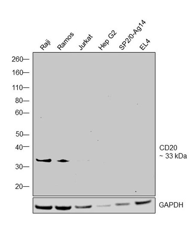 CD20 Antibody in Western Blot (WB)