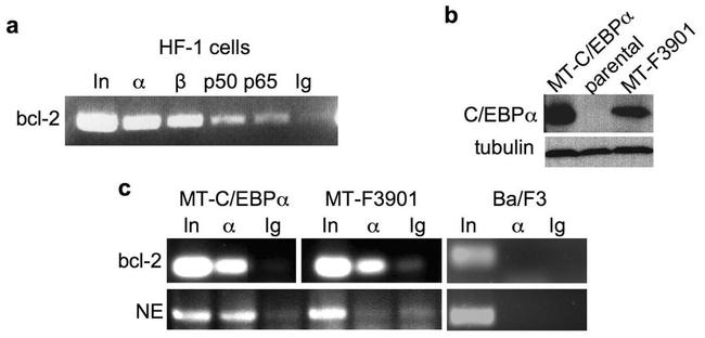 C/EBP alpha Antibody in Western Blot, Immunoprecipitation, ChIP Assay (WB, IP, ChIP)