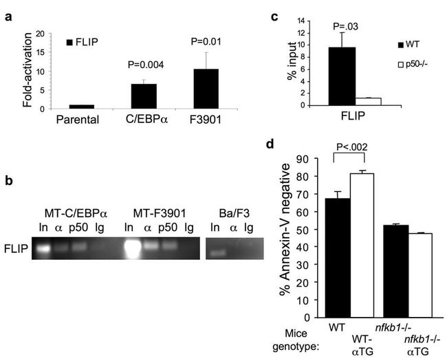 C/EBP alpha Antibody in ChIP Assay (ChIP)