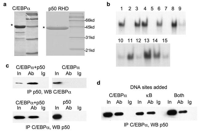 C/EBP alpha Antibody in Immunoprecipitation (IP)