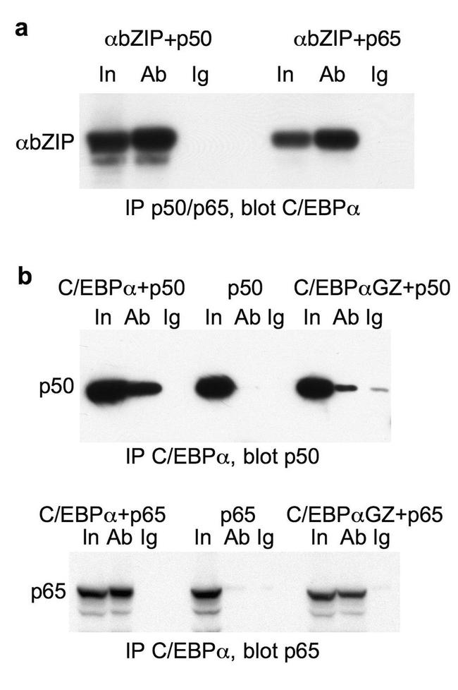 C/EBP alpha Antibody in Western Blot, Immunoprecipitation (WB, IP)