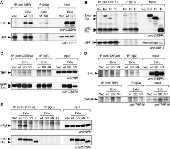 C/EBP alpha Antibody in Western Blot (WB)