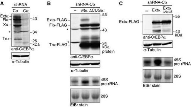 C/EBP alpha Antibody in Western Blot (WB)